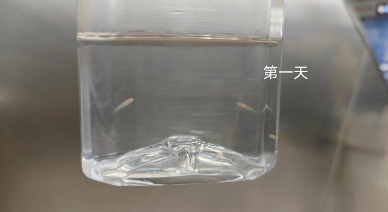 孔雀魚苗20天圖片 孔雀魚苗20天圖片 龍魚百科 第30張