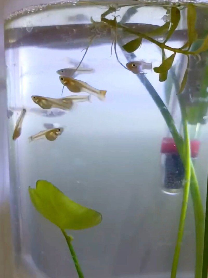 孔雀魚苗20天圖片 孔雀魚苗20天圖片 龍魚百科 第28張