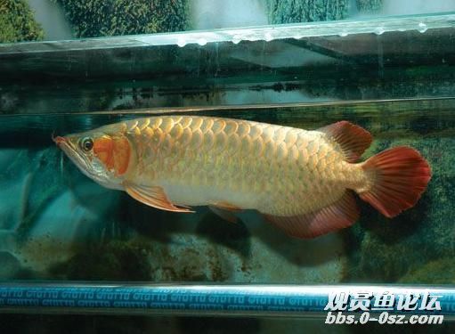龍魚為什么會(huì)咬自己的尾巴呢怎么回事：龍魚為什么會(huì)咬自己的尾巴？