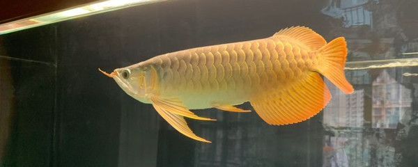 龍魚最多能長多大（龍魚品種的最大尺寸可能達到4米或更長，龍魚飼料選擇指南）