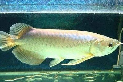龍魚最多能長多大（龍魚品種的最大尺寸可能達到4米或更長，龍魚飼料選擇指南）