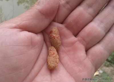 紅魔王銀版魚適宜的食物種類（關于紅魔王銀版魚適宜的食物種類并沒有完全相關的直接答案）
