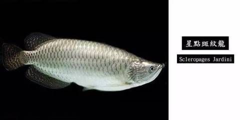 星點龍魚繁殖環境布置指南：星點龍魚繁殖期餌料選擇技巧