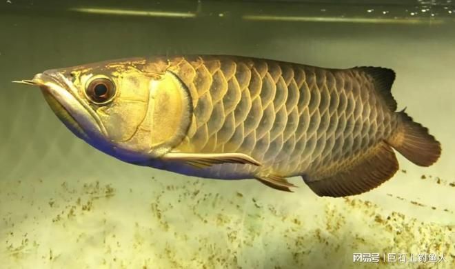 銀龍魚放生（放生銀龍魚會(huì)對(duì)當(dāng)?shù)厣鷳B(tài)系統(tǒng)產(chǎn)生影響嗎？）