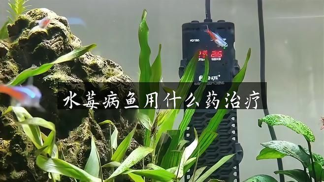 六角恐龍魚換水時需要加入什么嗎？ 六角恐龍魚換水時需要加入什么嗎？ 龍魚百科 第2張
