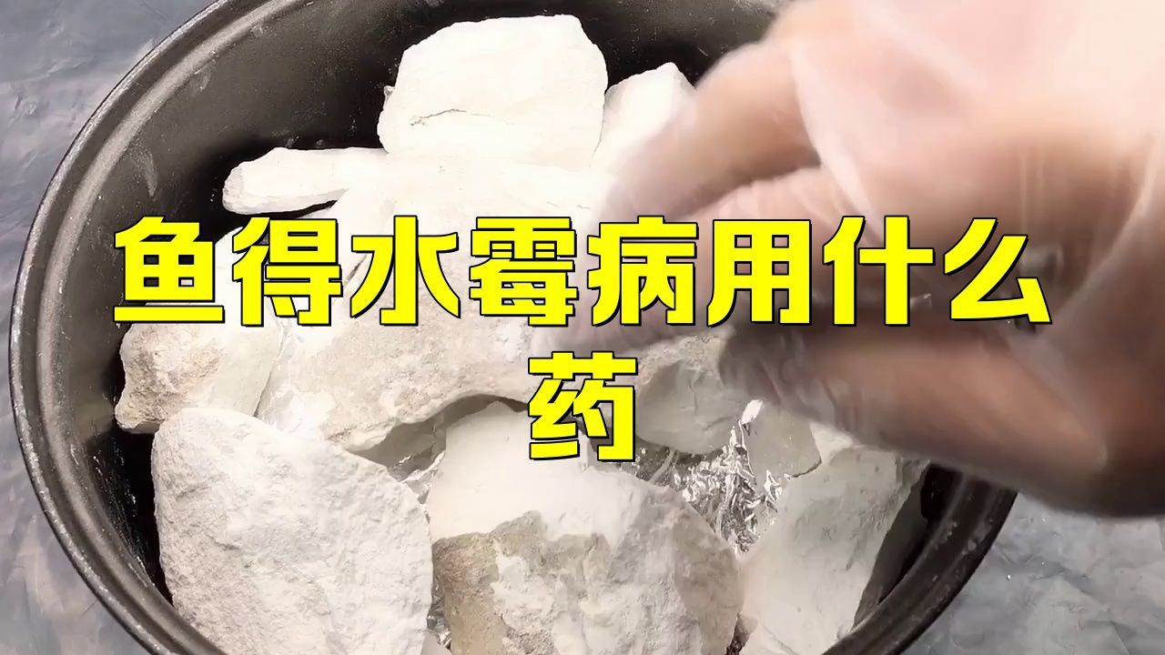 六角恐龍魚換水時需要加入什么嗎？ 六角恐龍魚換水時需要加入什么嗎？ 龍魚百科 第3張