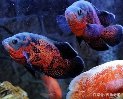 金龍魚與什么魚最佳搭檔混養(yǎng)（金龍魚混養(yǎng)時(shí)的注意事項(xiàng)）