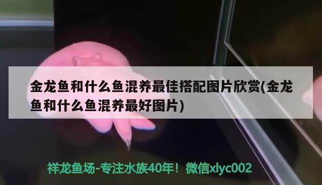 金龍魚與什么魚最佳搭檔混養(yǎng)（金龍魚混養(yǎng)時(shí)的注意事項(xiàng)）