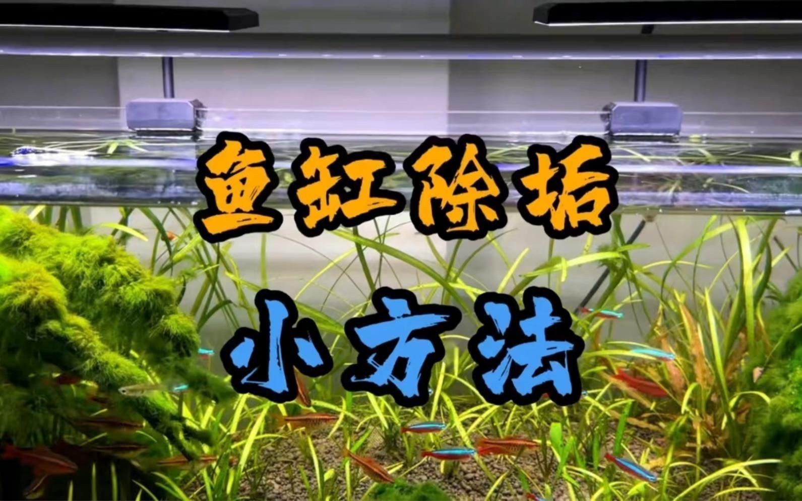魚缸的清潔和維護注意事項