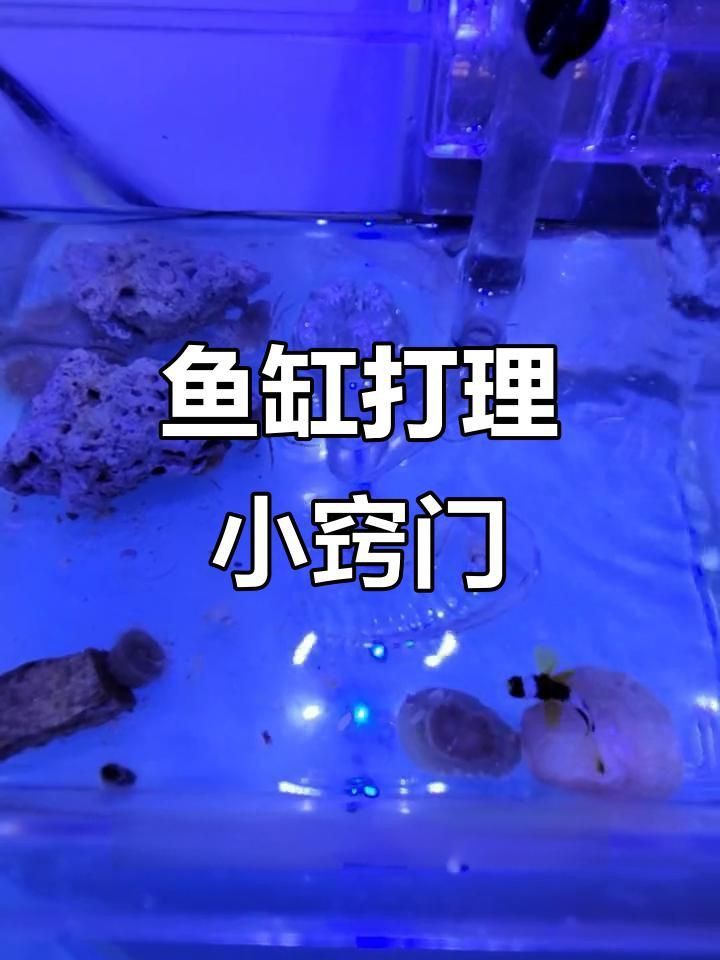 魚缸的清潔和維護注意事項