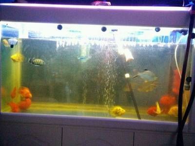 龍魚和龍魚混養怎么能不打架：如何減少龍魚混養時的打架行為 龍魚和龍魚混養怎么能不打架：如何減少龍魚混養時的打架行為 龍魚百科 第4張