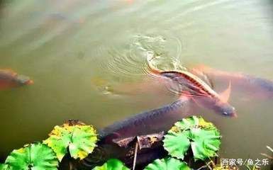 龍魚浮水面下沉困難的原因：龍魚浮水面下沉困難是由多種原因引起的，主人應(yīng)做好“困水”措施