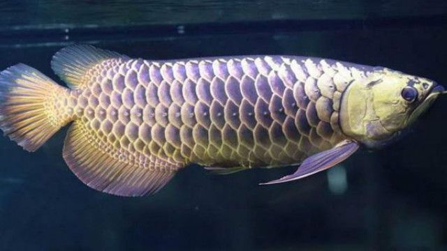 給金龍魚做手術還要縫線嗎視頻：給金龍魚做手術的經過跟注意事項
