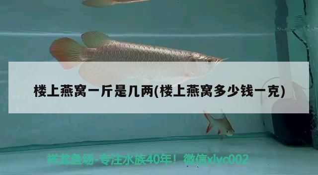 龍魚缸改海缸：如何將龍魚缸改造成海水缸