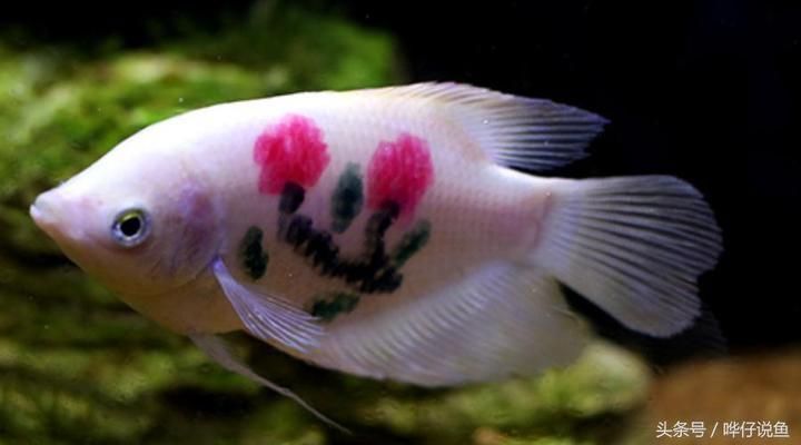 招財戰船魚混養最佳伴侶：招財魚混養時如何選擇魚缸？