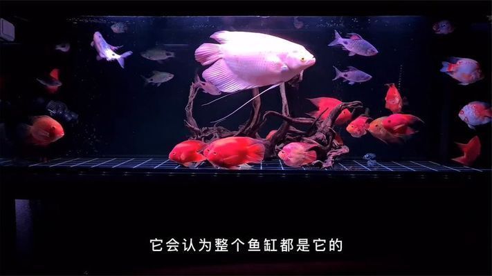 招財戰船魚混養最佳伴侶：招財魚混養時如何選擇魚缸？