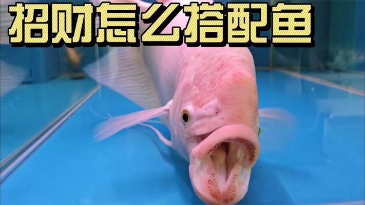 招財戰船魚混養最佳伴侶：招財魚混養時如何選擇魚缸？