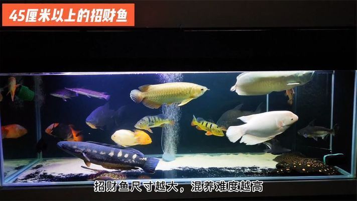 招財戰船魚混養最佳伴侶：招財魚混養時如何選擇魚缸？