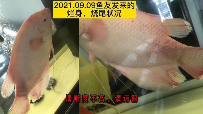 招財戰船魚混養最佳伴侶：招財魚混養時如何選擇魚缸？