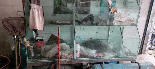 龍魚魚缸搬家需要注意什么問題：龍魚搬家后多久適應新環境,如何選擇合適的魚缸搬運服務