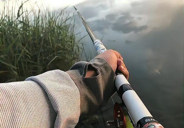 如何拍攝高清的金龍魚視頻？