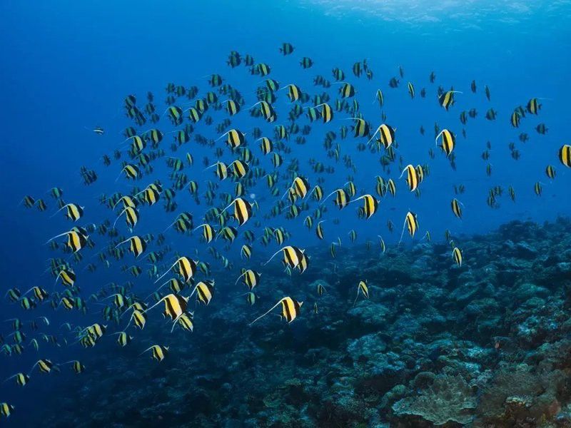 如何拍攝高清的金龍魚視頻？