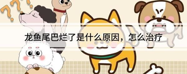 龍魚尾巴有點(diǎn)爛加鹽加多少水：龍魚尾巴爛了，建議加入食鹽,每100升水添加3-5克鹽即可