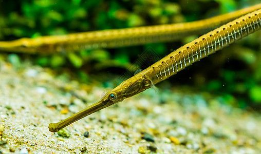 龍魚鼻子撞壞了：當龍魚的鼻子撞壞時，處理方法會根據撞擊的原因和具體情況而有所不同