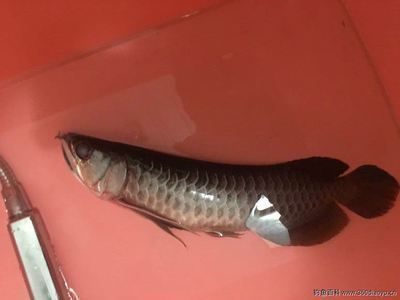 恐龍魚多久會餓死（恐龍魚在不喂食的情況下能存活幾周到一個月不等）