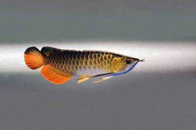 元寶和金龍魚（元寶和金龍魚的關系）