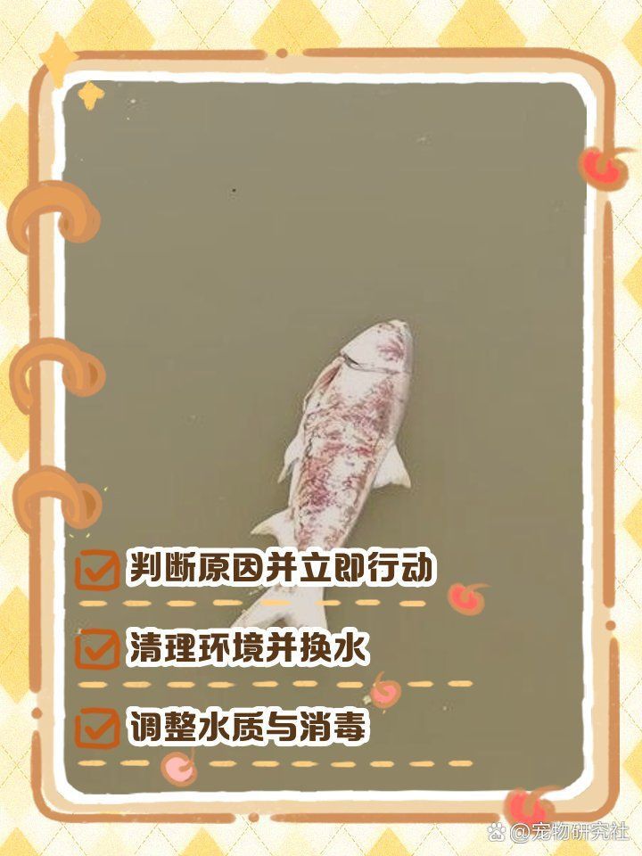 金魚奄奄一息如何急救
