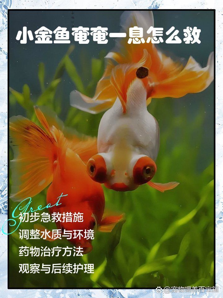 金魚奄奄一息如何急救