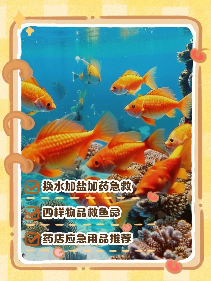 金魚奄奄一息如何急救