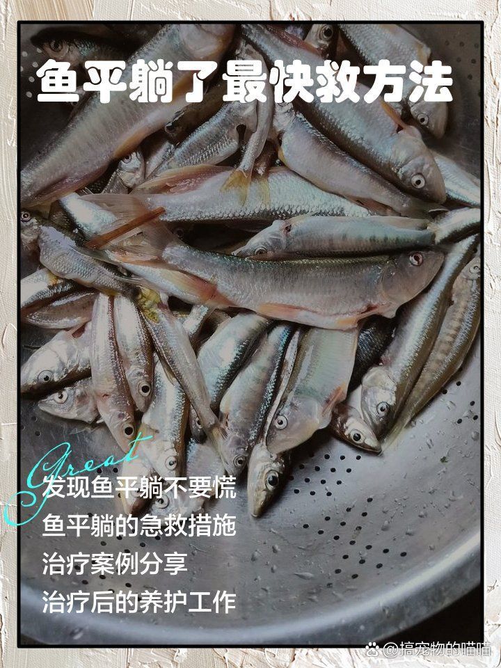 金魚奄奄一息如何急救