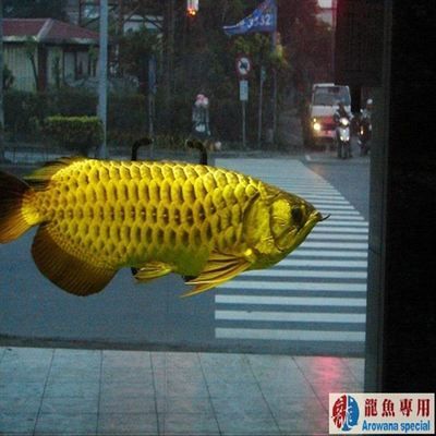 御龍國際龍魚燈怎么樣（御龍國際的龍魚燈在用戶中享有較好的口碑）