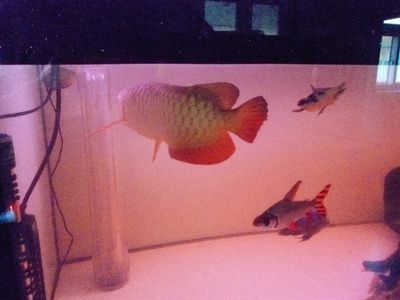 紅龍魚跳缸預(yù)示著什么意思：紅龍魚跳缸可能預(yù)示著以下幾個(gè)方面的問(wèn)題：紅龍魚跳缸意味著什么