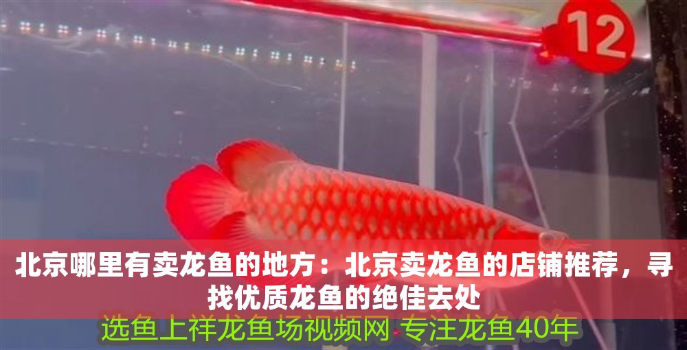 北京哪里有賣龍魚的地方：北京賣龍魚的店鋪推薦，尋找優質龍魚的絕佳去處