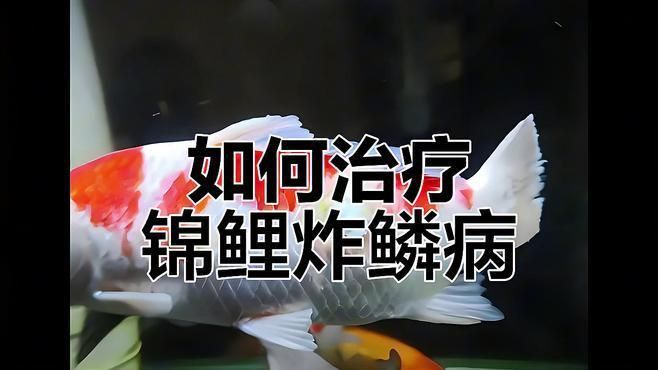 如何預防魚豎鱗病? 龍魚百科 第1張 如何預防魚豎鱗病? 如何預防魚豎鱗病? 龍魚百科 第1張