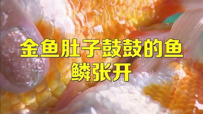如何預防魚豎鱗病? 龍魚百科 第2張 如何預防魚豎鱗病? 如何預防魚豎鱗病? 龍魚百科 第2張