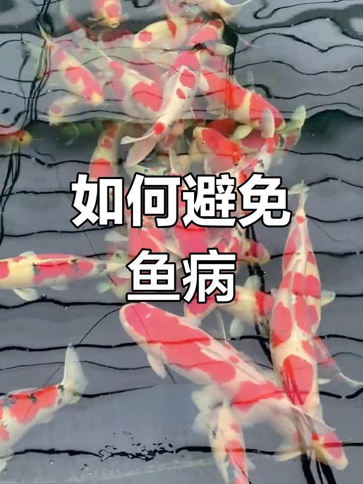 如何預防魚豎鱗病? 龍魚百科 第4張 如何預防魚豎鱗病? 如何預防魚豎鱗病? 龍魚百科 第4張