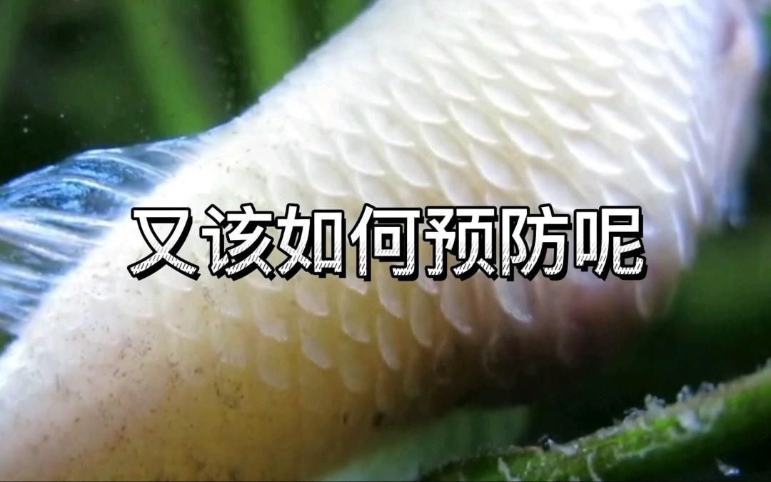 如何預防魚豎鱗病? 龍魚百科 第6張 如何預防魚豎鱗病? 如何預防魚豎鱗病? 龍魚百科 第6張