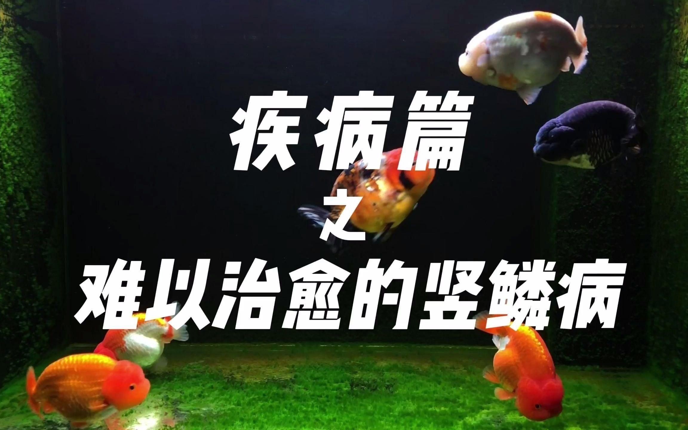 如何預防魚豎鱗病? 龍魚百科 第5張 如何預防魚豎鱗病? 如何預防魚豎鱗病? 龍魚百科 第5張