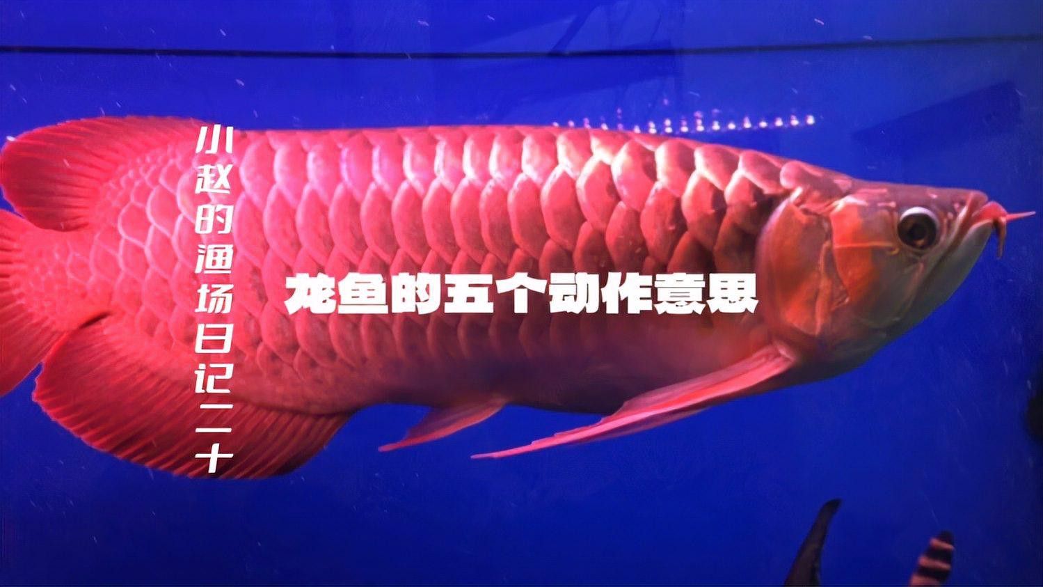 如何判斷高背龍魚是否健康？ 如何判斷高背龍魚是否健康？ 龍魚百科 第1張