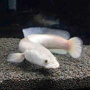 白化雷龍魚最忌三種水果（白化雷龍魚最忌三種水果的具體信息沒有找到關于白化雷龍魚的忌諱）
