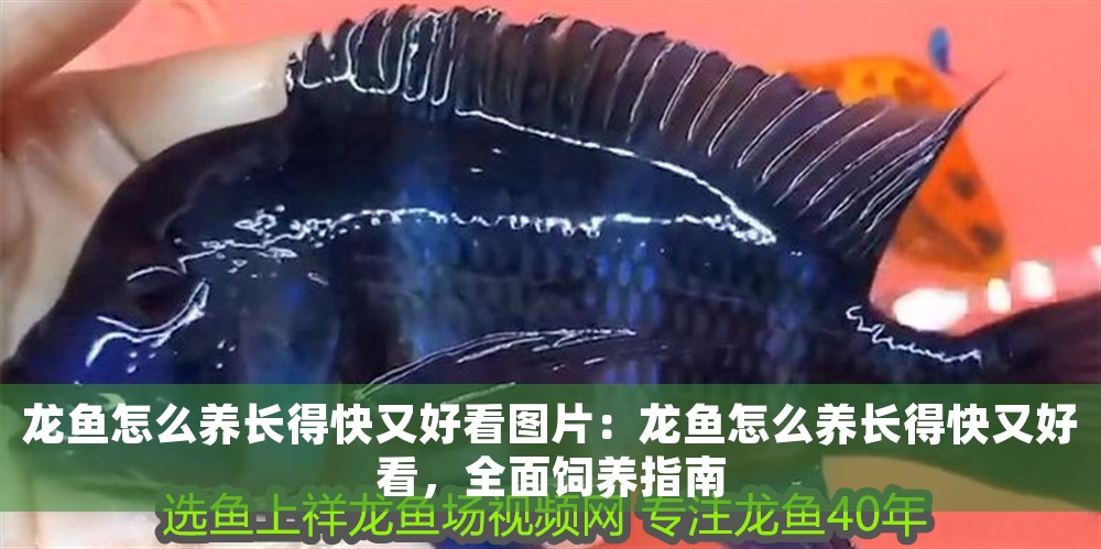 龍魚怎么養長得快又好看圖片：龍魚怎么養長得快又好看，全面飼養指南