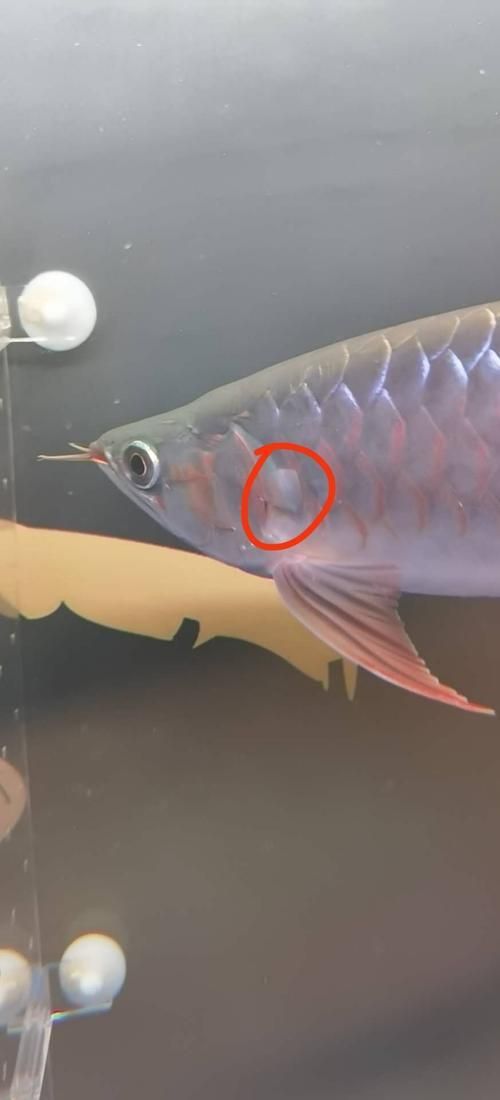 能提供幾張龍魚(yú)鰓蓋摔斷的圖片嗎？