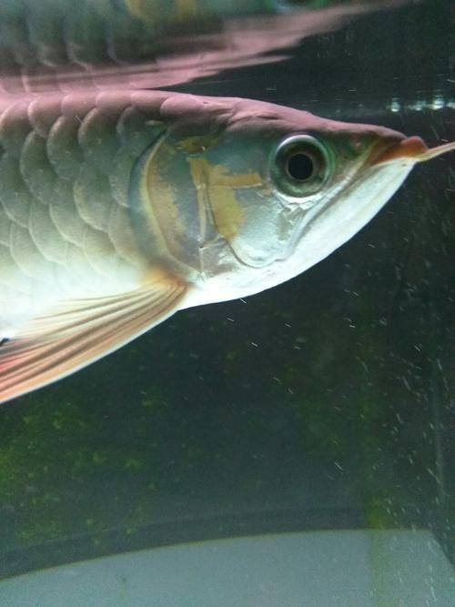 能提供幾張龍魚(yú)鰓蓋摔斷的圖片嗎？