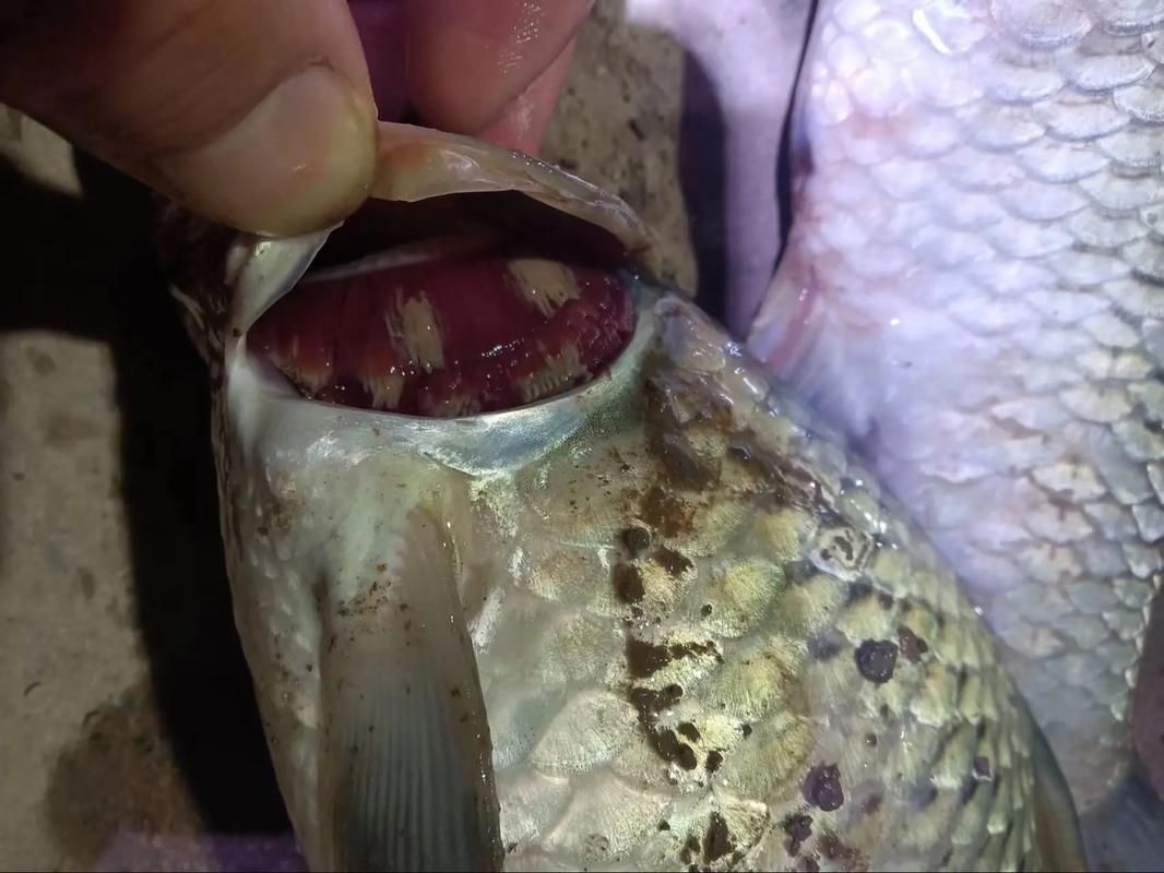 能提供幾張龍魚(yú)鰓蓋摔斷的圖片嗎？