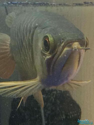 能提供幾張龍魚(yú)鰓蓋摔斷的圖片嗎？