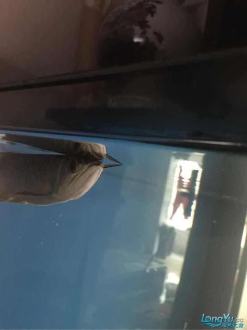 能提供幾張龍魚(yú)鰓蓋摔斷的圖片嗎？